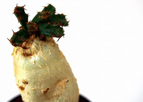 ユーフォルビア ステラータ 飛竜  Euphorbia stellata 7 未発根