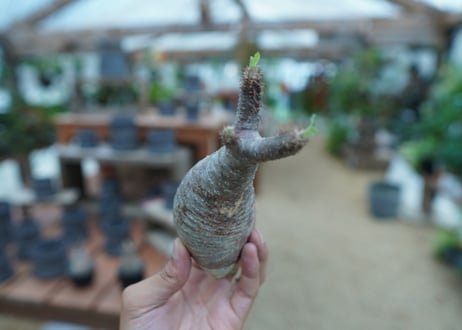 【抜き苗】パキポディウム　グラキリス　 Pachypodium Gracilius  No.7
