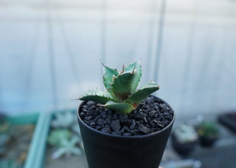 アガベ　チタノタ　MTN01　agave titanota MTN01