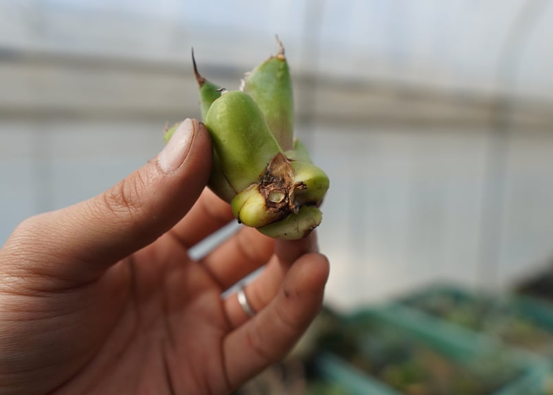 抜き苗】アガベ チタノタ 黄覆輪 Agave titanota variegata | ma