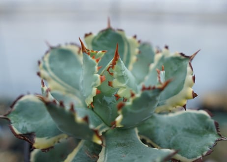 アガベ　兜蟹錦　連棘　Agave isthmensis “Kabutogani” variegata