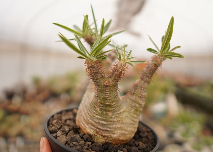 パキポディウム グラキリス B NO.1 | mana's farm:塊根植物・アガベ