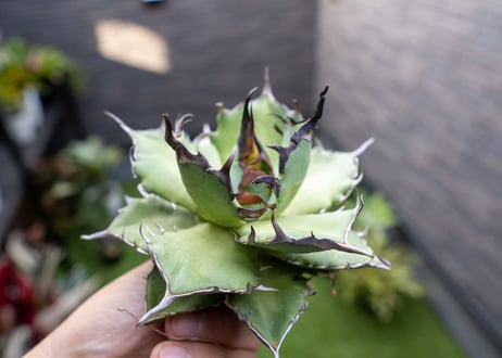 Agave ハデス 黒獄 A  NO.2