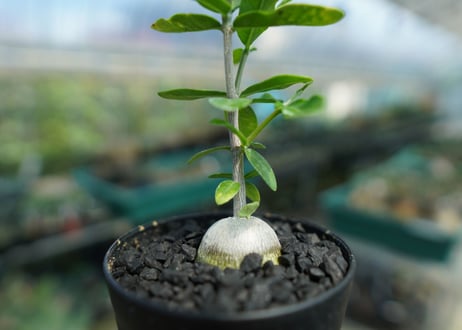 フォッケア　エデュリス　”火星人”　Fockea edulis  No.2