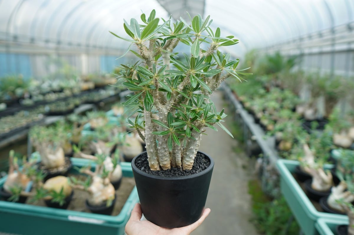 パキポディウムグラキリス Pachypodium rosulatum var. gracilius 種