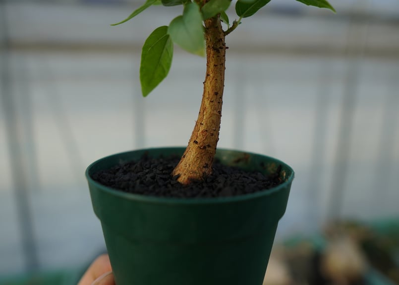 フィカス　パルメリー、コーデックス（鉢付き対応可） フィカス パルメリー/Ficus palmeri ※陶器鉢付き | 【厳選植物
