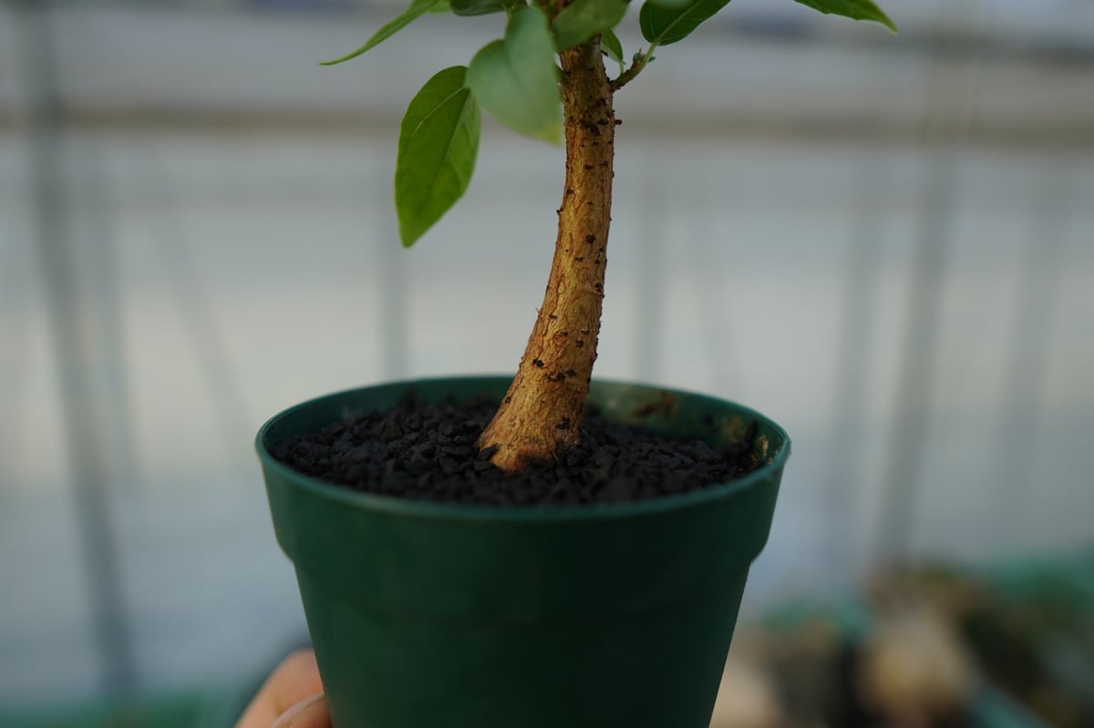 フィカス　パルメリー、コーデックス（鉢付き対応可） フィカス パルメリー Ficus palmeri | mana's farm:塊根植物
