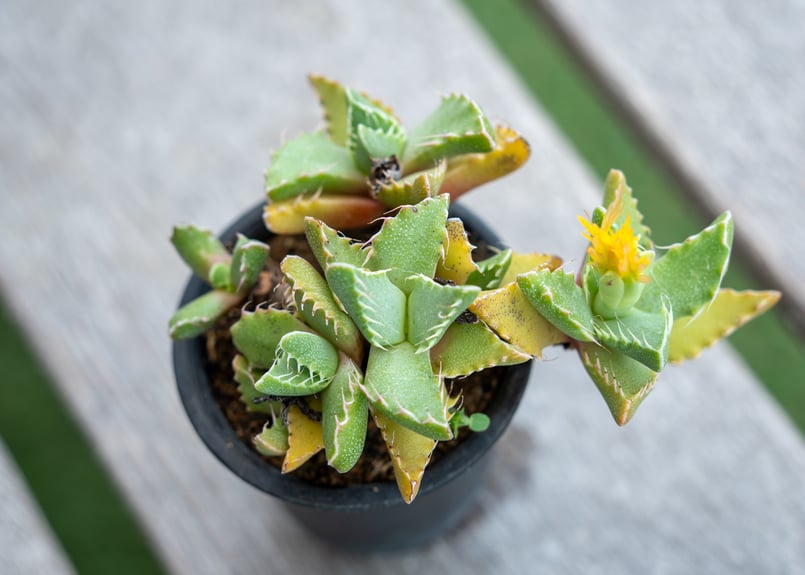 アガベ Kari フォーカリア | mana's farm:塊根植物・アガベ・ドライガーデン