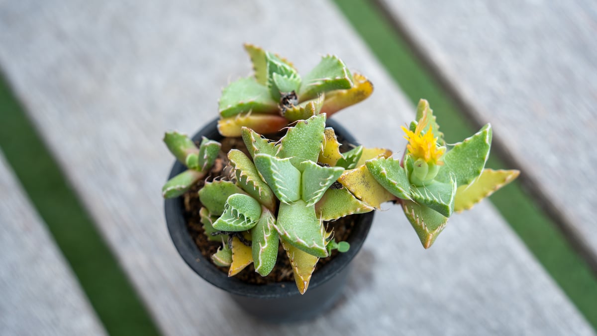 フォーカリア | mana's farm:塊根植物・アガベ・ドライガーデン植物