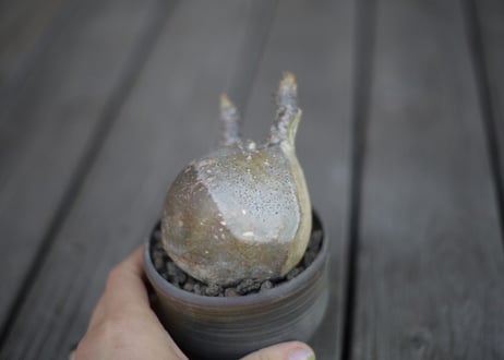 パキポディウム  グラキリス Pachypodium Gracilius