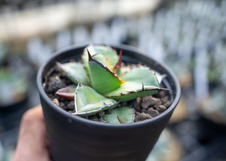 アガベ　チタノタ　ブルー　agave titanota Blue 　NO.2