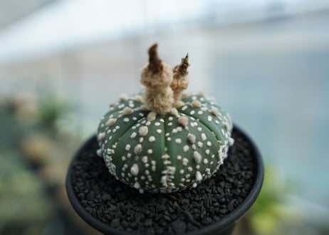アストロフィツム　スーパー兜 Astrophytum asterias 'Super Kabuto' No.4