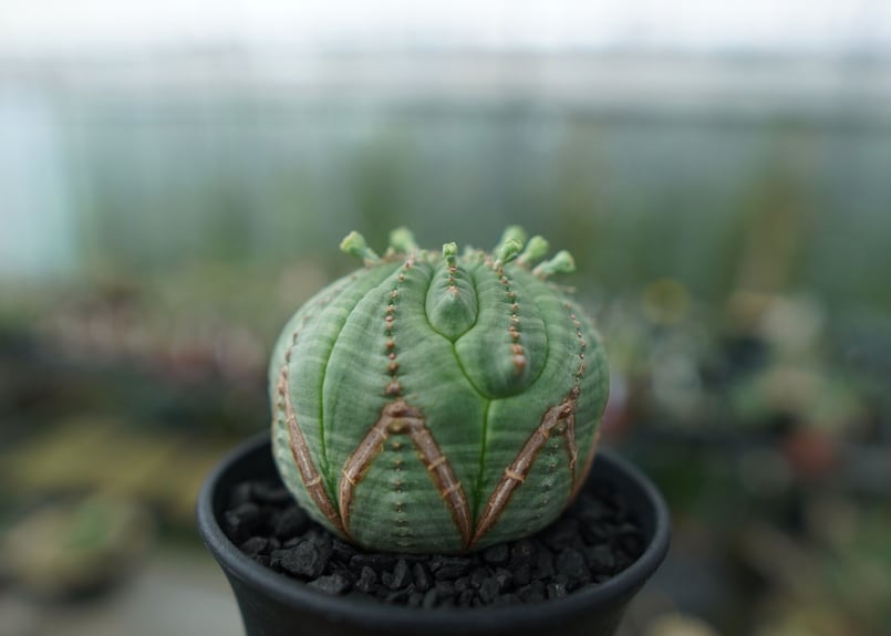 ユーフォルビア オベサ Euphorbia obesa | mana's farm:塊根植物
