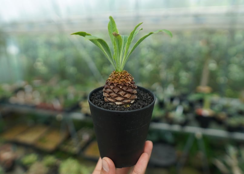 雌株】ユーフォルビア 鉄甲丸 Euphorbia bupleurifolia | mana
