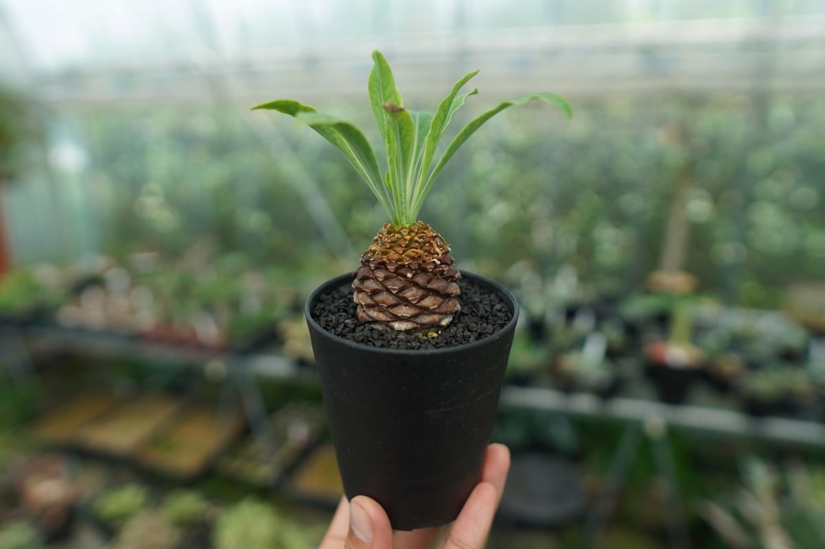 【雌株】ユーフォルビア 鉄甲丸 Euphorbia bupleurifolia | mana...