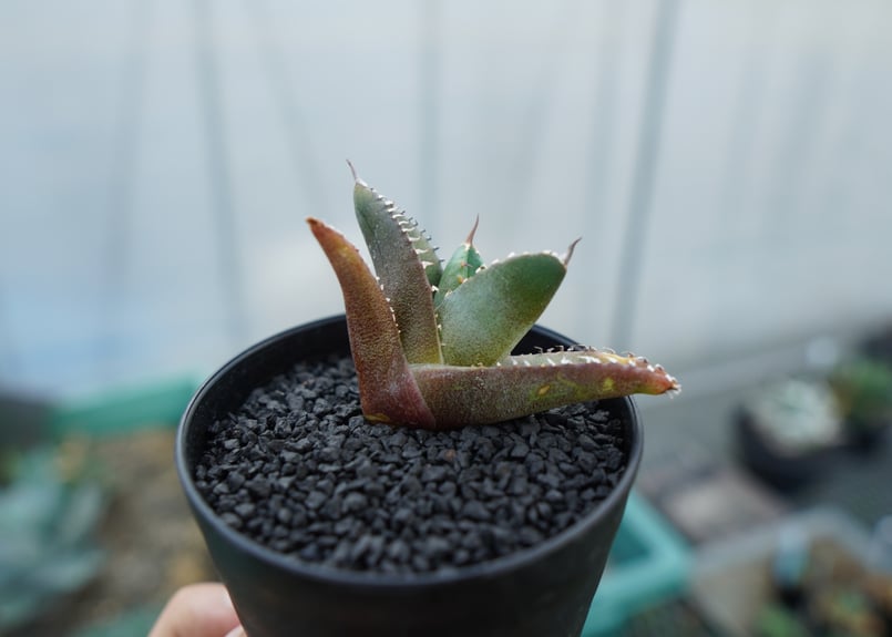 アガベ　チタノタ　子株 アガベ チタノタ 子株 Agave titanota | mana's farm:塊根植物