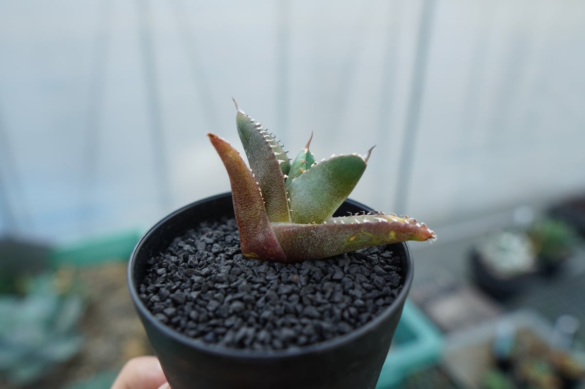 アガベ チタノタ 子株 Agave titanota | mana's farm:塊根植物