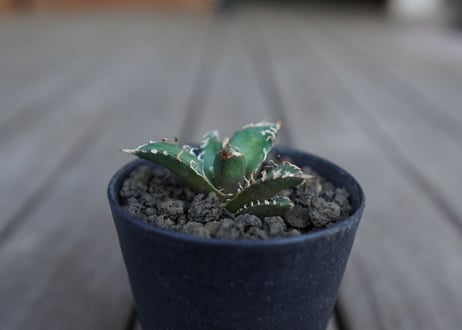 アガベ オテロイ オアハカ agave oteroi oaxaca