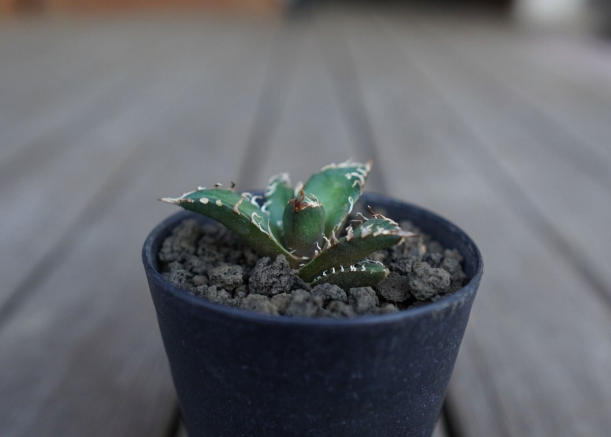 アガベ オテロイ オアハカ agave oteroi oaxaca | mana's farm