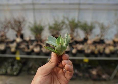 アガベ　ポタトラム　トレードウィンズ　Agave potatorum Tradewinds No.2