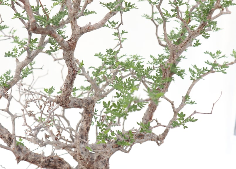 コミフォラ モンストローサ | mana's farm:塊根植物・アガベ・ドライ