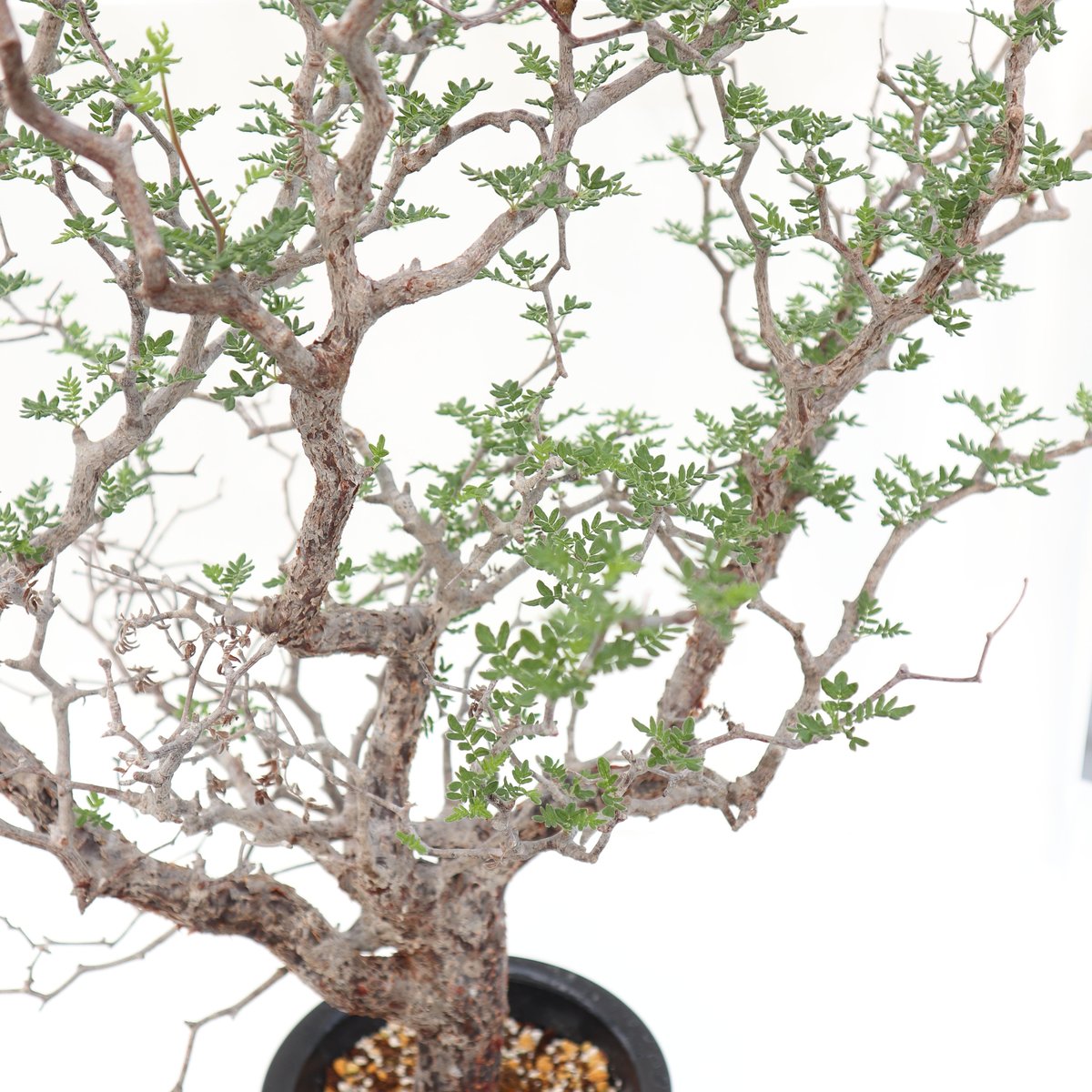 コミフォラ モンストローサ | mana's farm:塊根植物・アガベ・ドライ