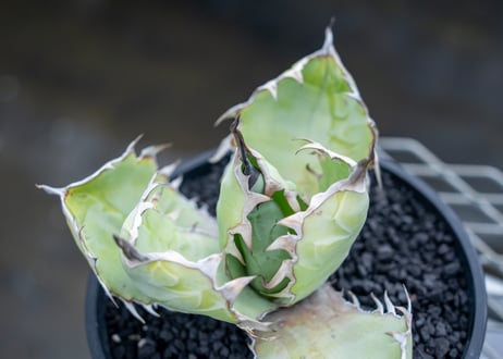 アガベ　チタノタ　 ブラックアンドブルー 　Agave titanota black and blue  NO.01