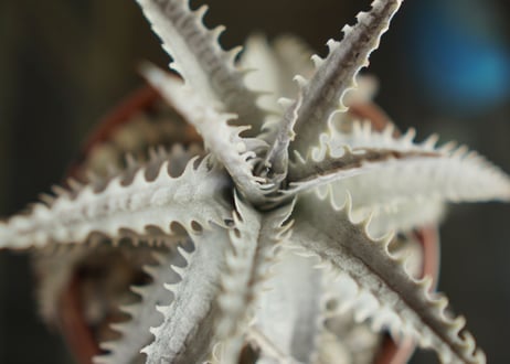 ディッキア　ハイブリット　Dyckia Hyb.