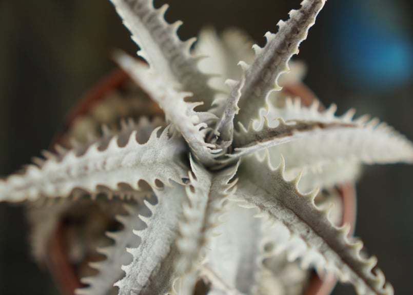ディッキア ハイブリット Dyckia Hyb. | mana's farm:塊根植物・アガベ