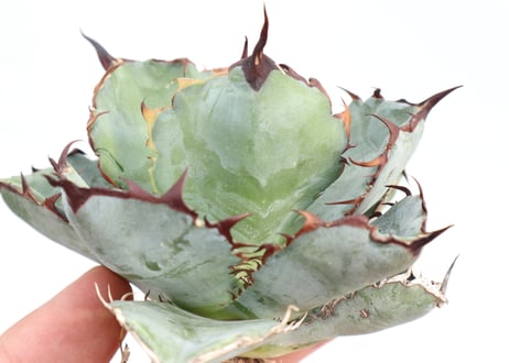 Agave titanota Black &Blue