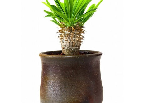 Pachypodium densiflorum シバ女王の玉櫛  №１