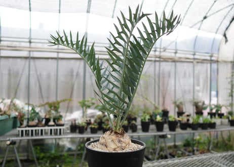 エンセファラルトス　 ホリダス　Encephalartos horridus　 NO.2