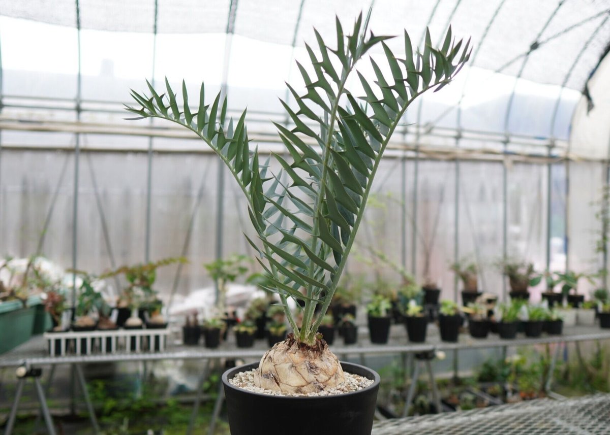 エンセファラルトス ホリダス エンセファラルトス ホリダス Encephalartos horridus NO.2 |