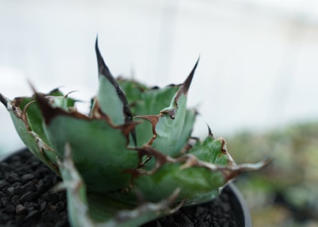 アガベ　チタノタ　 ブラックアンドブルー 　Agave titanota black and blue　NO.6