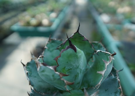 アガベ　チタノタ　 ブラックアンドブルー 　Agave titanota black and blue　No.10