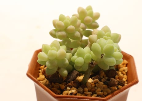 セダム　新玉つづり