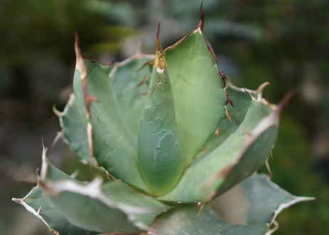 Agave titanota 白鯨 B NO.8