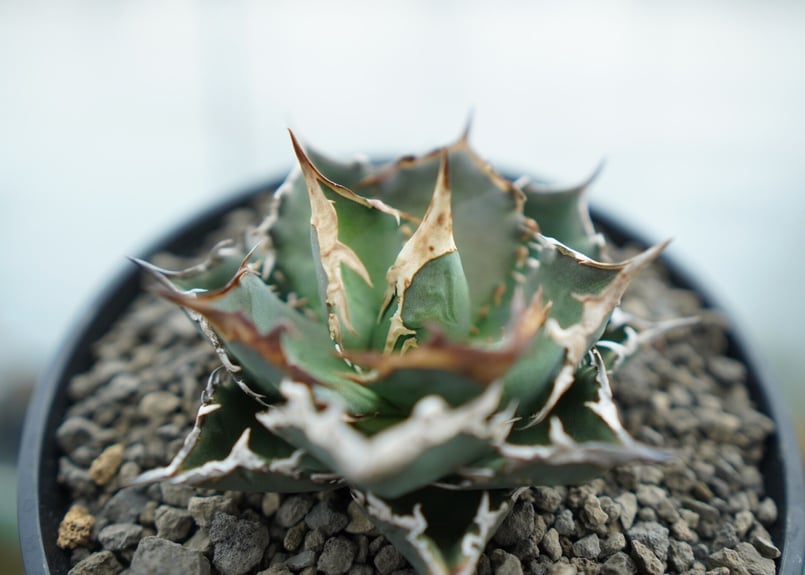 アガベ チタノタ FO-76 Agave titanota FO-76 No.2 | man