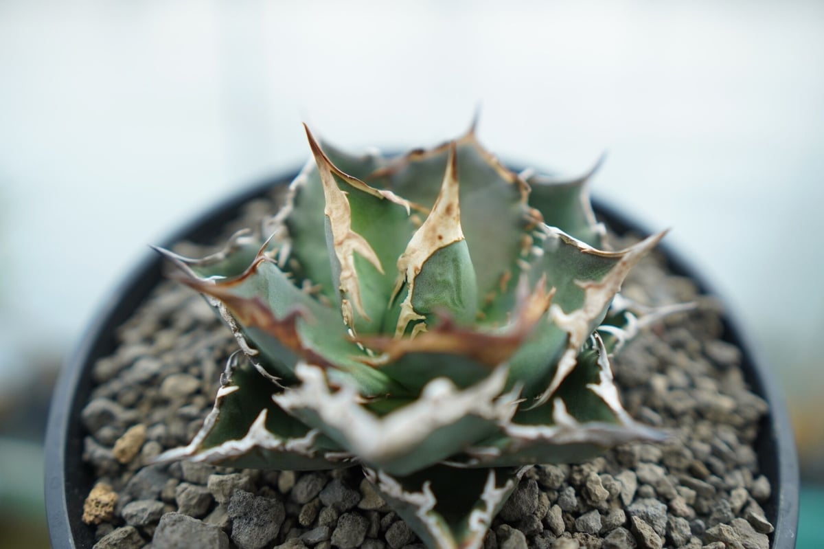 アガベ チタノタ FO-76 Agave titanota FO-76 No.2 | man