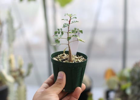 パキコルムス　ディスカラー　像の木　実生
