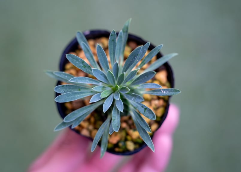 オベサ鉄甲 | mana's green:塊根植物販売|マナズグリーン オベサ鉄甲 | mana's green:塊根植物販売|マナズグリーン