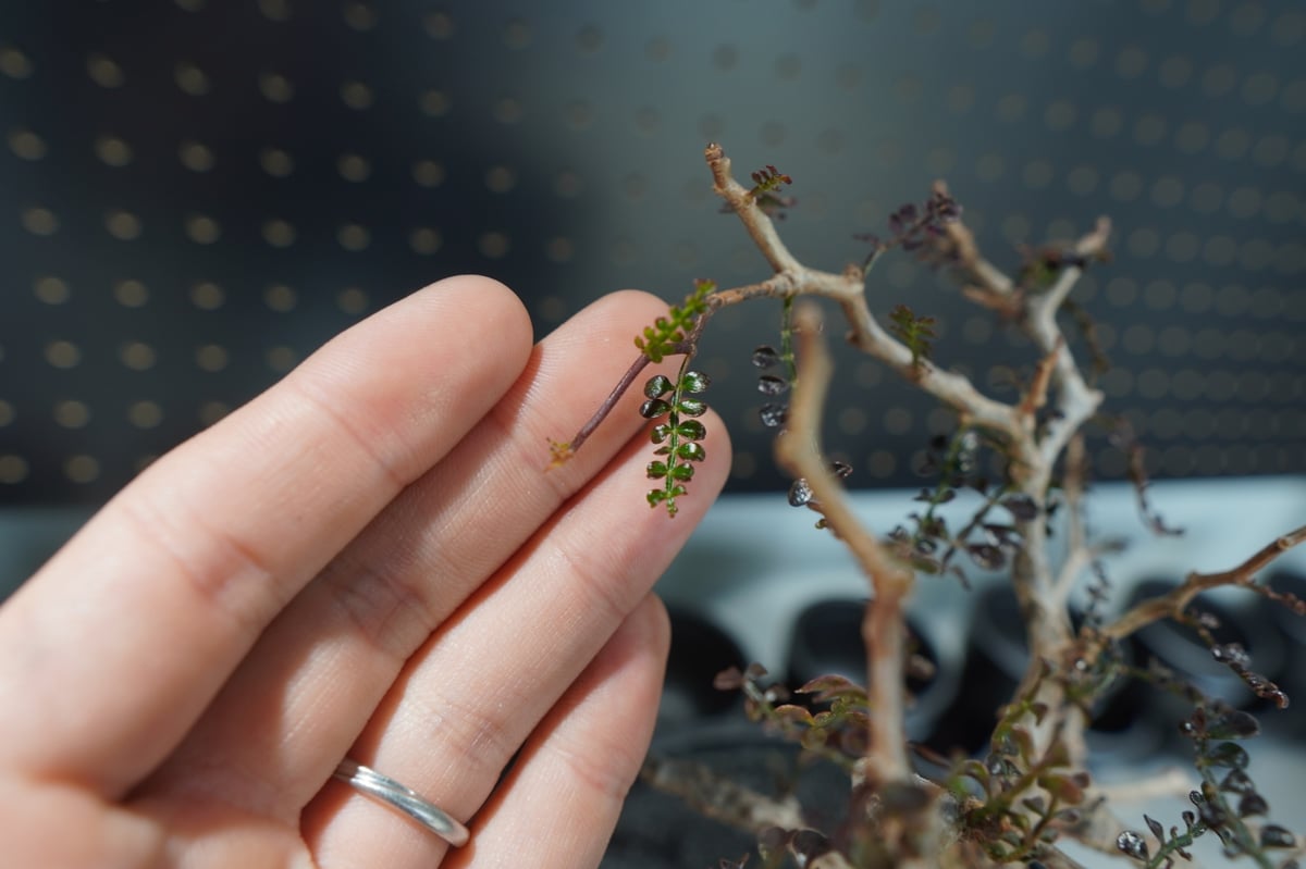 オペルクリカリア パキプス 沖縄管理株 | mana's farm:塊根植物