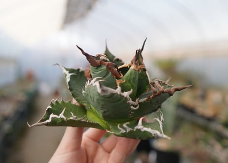 agave titanota  ソーラーエクリプス