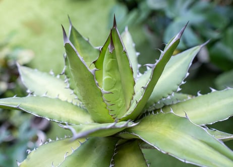 Agave kercovei x titanota NO.2