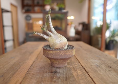 パキポディウム　グラキリス　 Pachypodium Gracilius