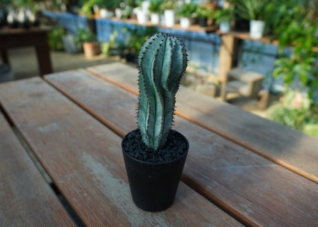 ユーフォルビア　ホリダ　スノーフレーク　Euphorbia horrida "Snowflake"