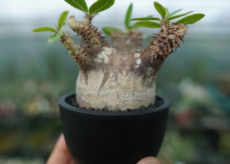 パキポディウム マカイエンセ　Pachypodium makayense　No.1