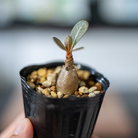 アデニウム ソコトラナム 純血 Wild 種子 20粒 アデニウム