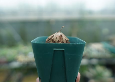 亀甲竜　Dioscorea elephantipes　No.5