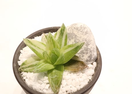 ハオルシア　京の華錦